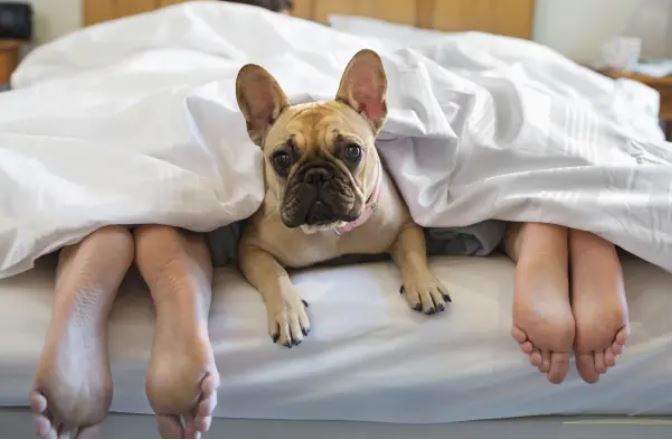 The Untold Story Why Dogs Prefer Sleeping In Their Owners Bed